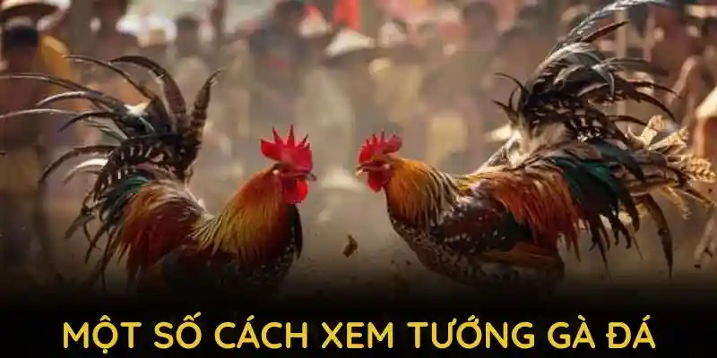Một số cách xem tướng gà đá chuẩn từ QQ88