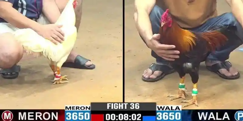 Một số ưu điểm nổi trội của sảnh đá gà UW9